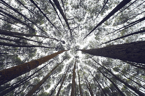 Voyager éco-responsable - forêt