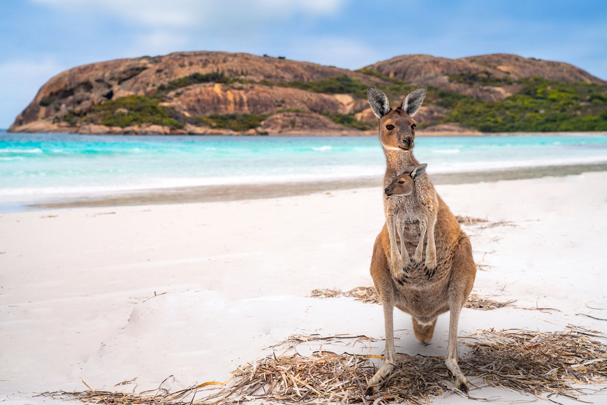 Maman Kangourou et son petit sur l'île des Kangourous en Australie