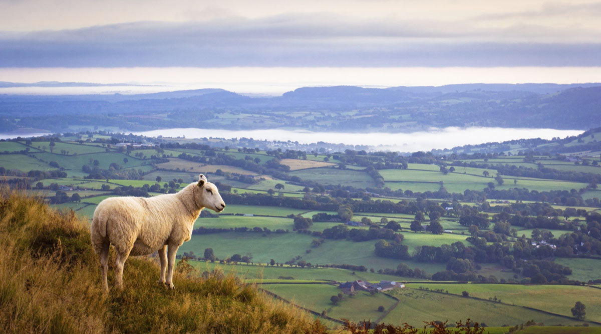 paysage de campagne en Angleterre avec un mouton
