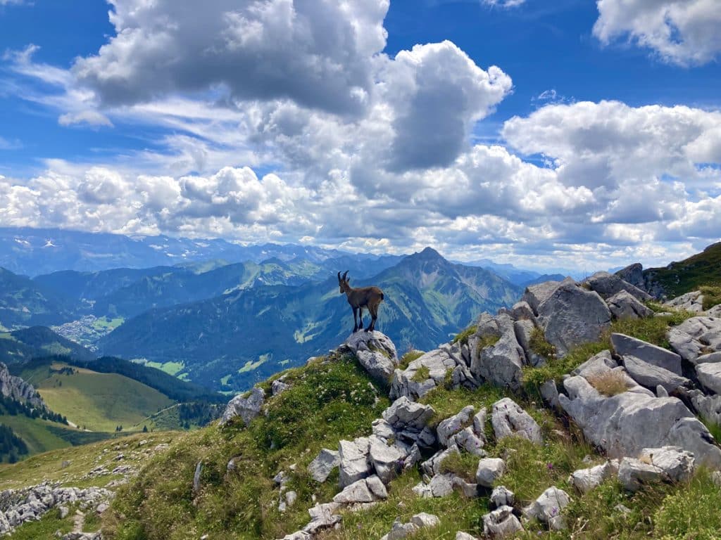 Chamois sur un sommet des Alpes françaises