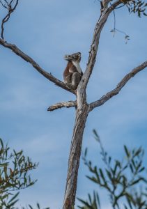 Koala perché sur un arbre