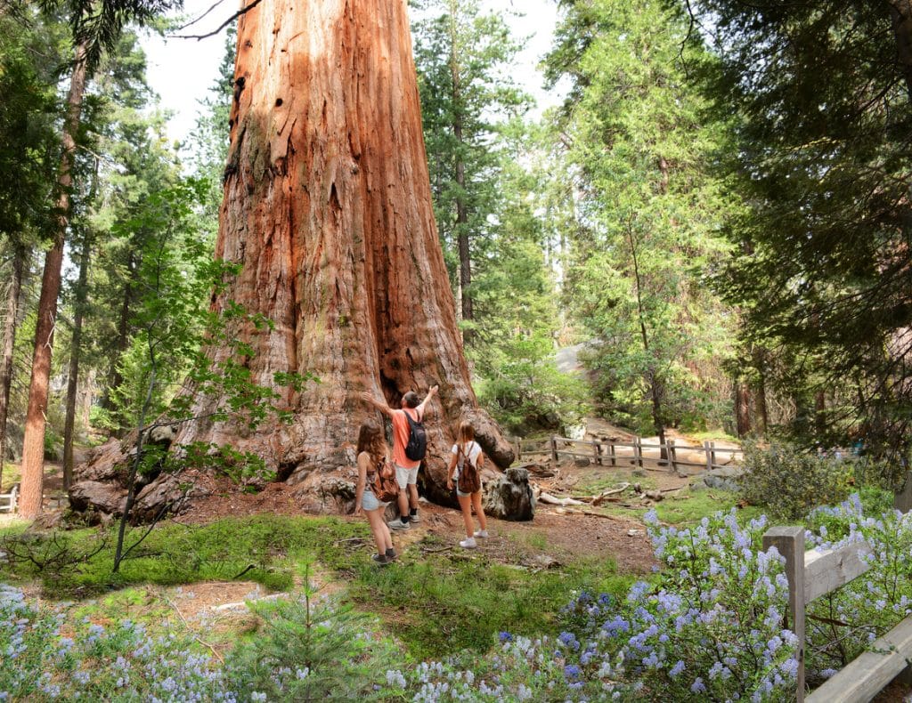 Randonneurs devant le General Sherman Tree dans le Parc national des Sequoias