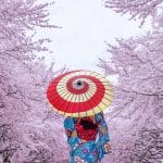 Femme en kimono japonais portant une ombrelle au milieu des cerisiers en fleurs