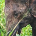 Gros plan sur la tête d'un éléphant dans l'herbe