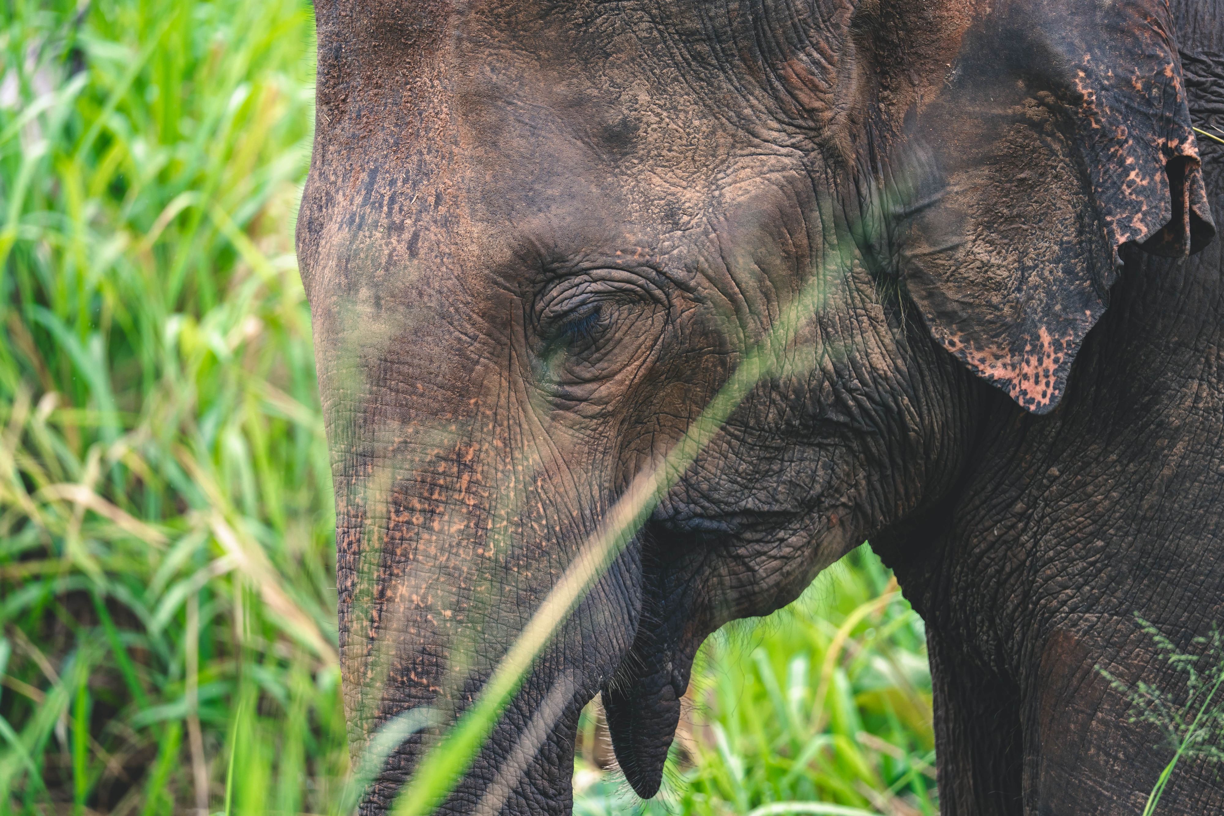 Gros plan sur la tête d'un éléphant dans l'herbe