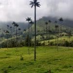 Vue sur la vallée de Cocora dans le brouillard