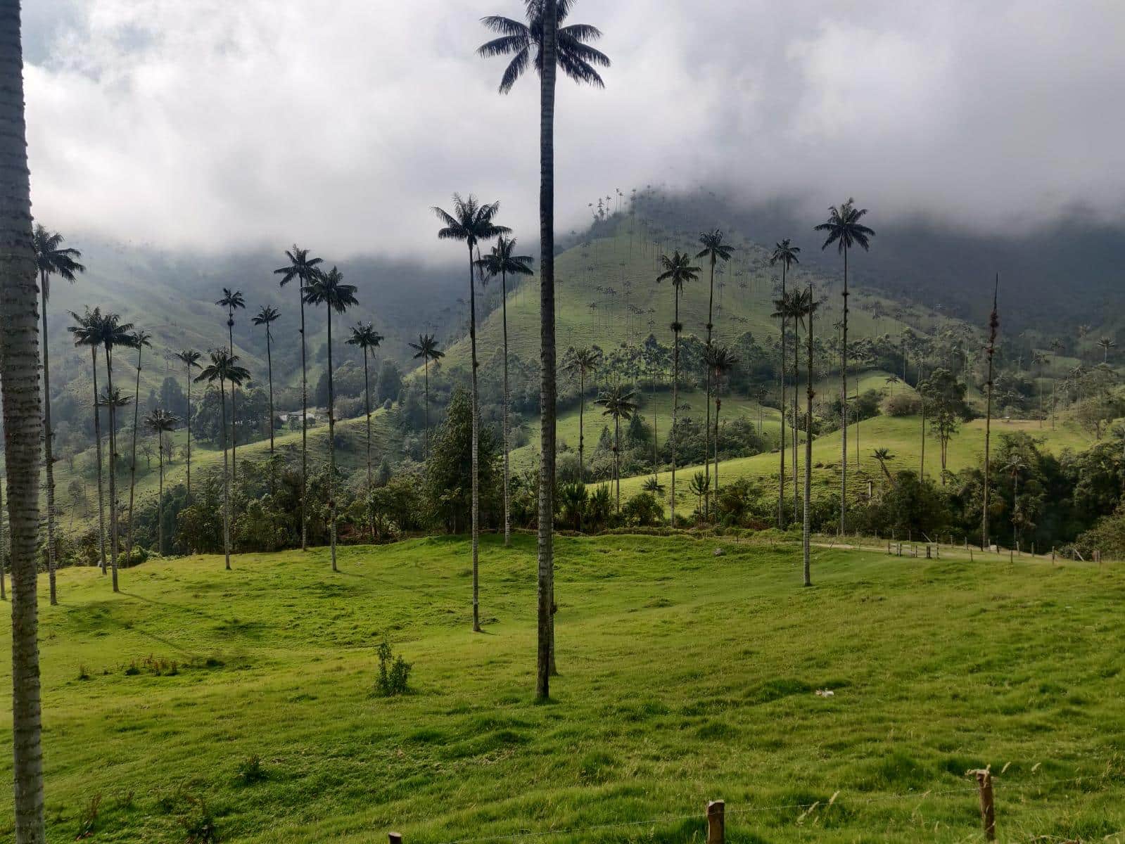 Vue sur la vallée de Cocora dans le brouillard