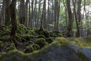 Arbres recouverts de mousse dans la forêt sombre
