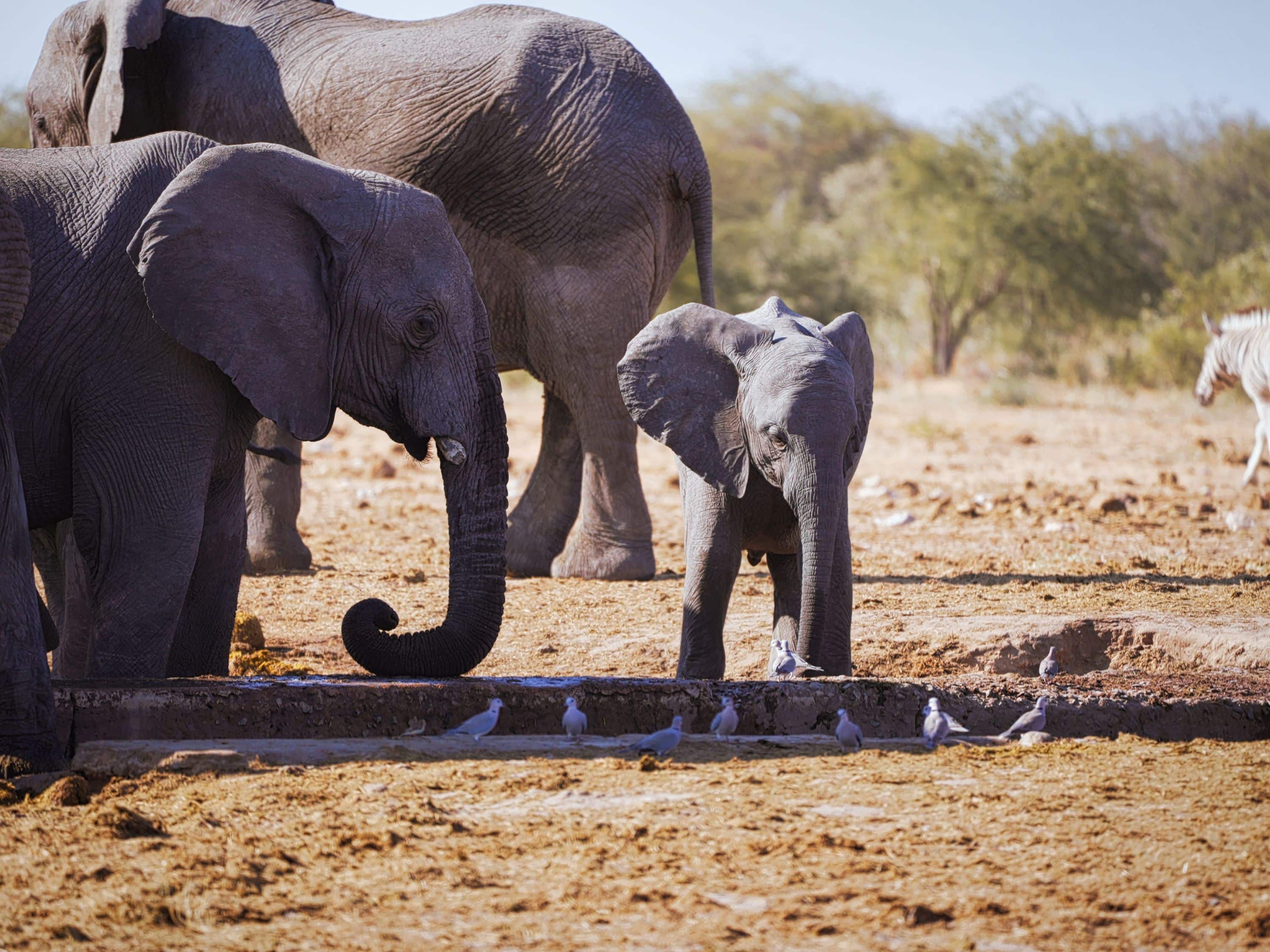 Eléphants et éléphanteaux entourés d'oiseaux dans le désert