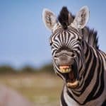 Gros plan sur un zèbre qui fait la grimace