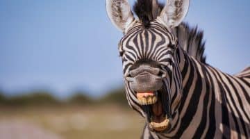 Gros plan sur un zèbre qui fait la grimace