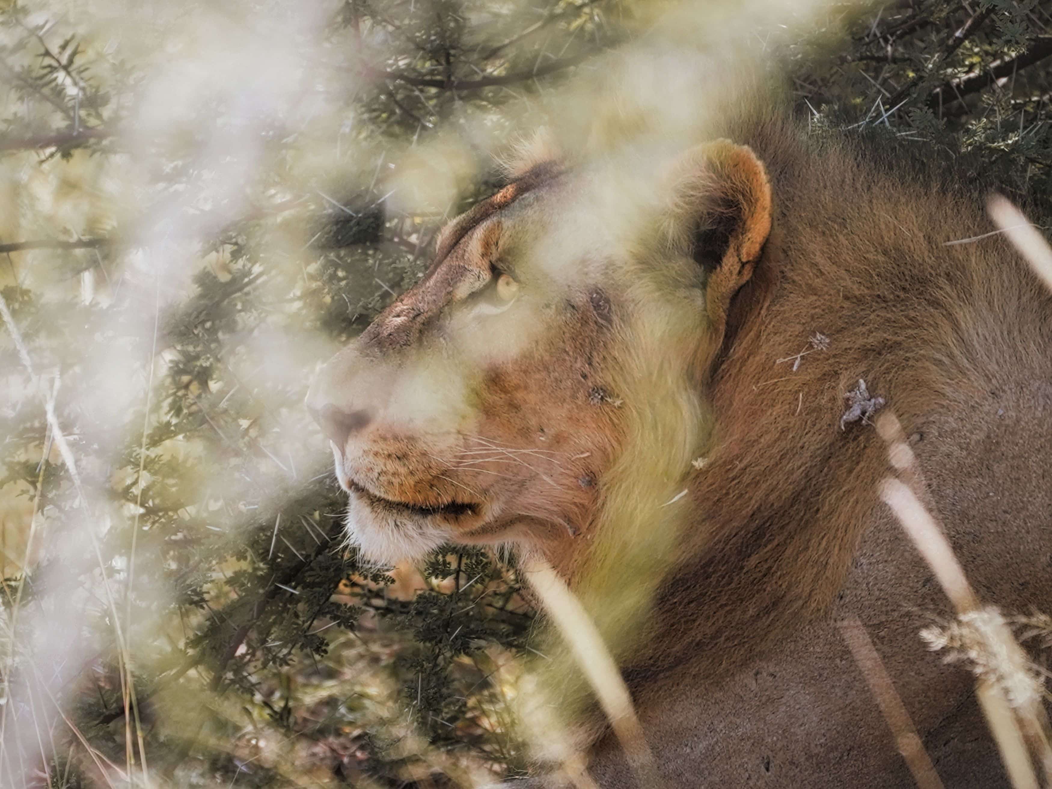 Tête de lion regardant au loin dissimulé dans la broussaille