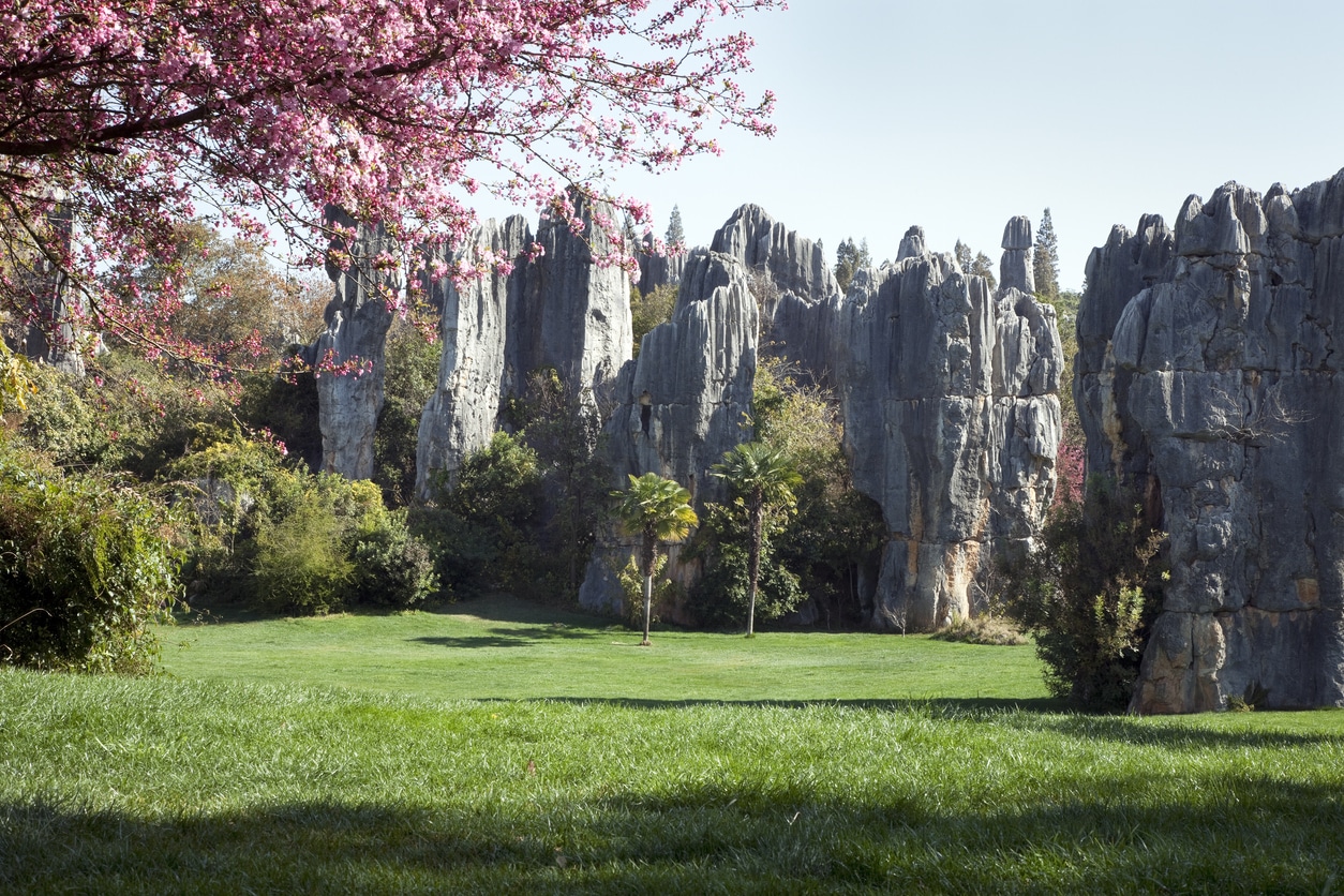 Vue sur la forêt de pierre au printemps en Chine