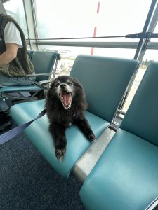 Chien avec la gueule ouverte qui attend en laisse sur un siège d'aéroport